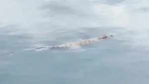 Dùng AI tạo ảnh cá sấu bơi dưới sông để dọa em gái