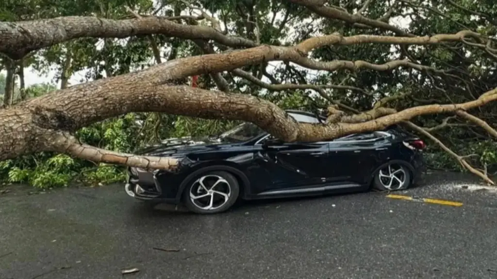 Lào Cai: Mưa dông khiến cây xà cừ bật gốc đổ, đè trúng ô tô trên đường