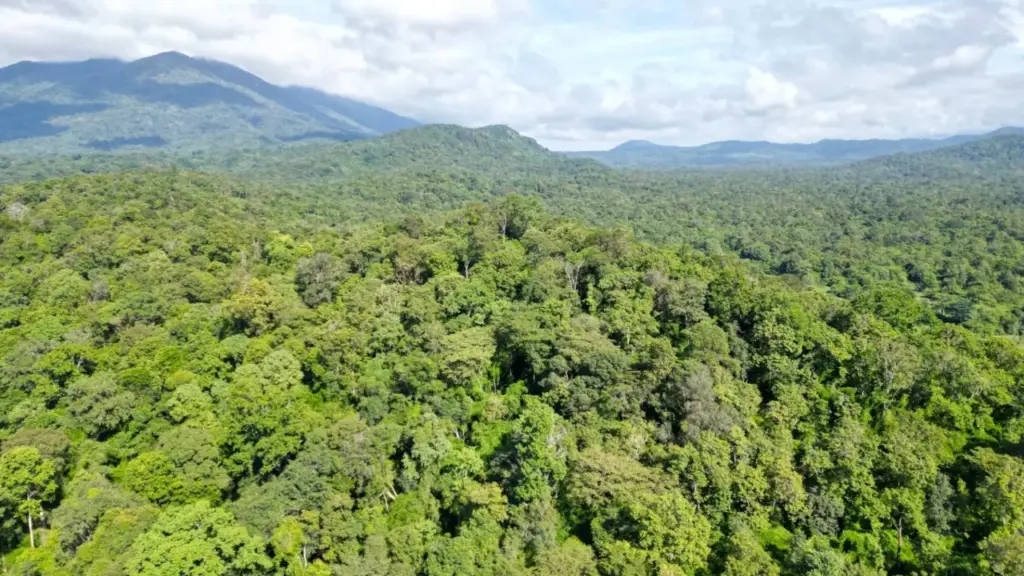 Cả nước có gần 15 triệu ha rừng, Lâm Đồng đứng đầu về diện tích