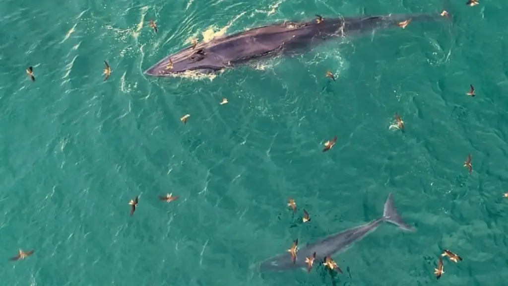 Định vị 'cá voi bơi trên biển Gia Lai' cho khách du lịch