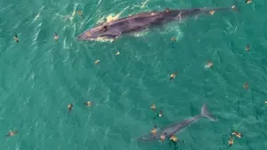 Định vị 'cá voi bơi trên biển Gia Lai' cho khách du lịch