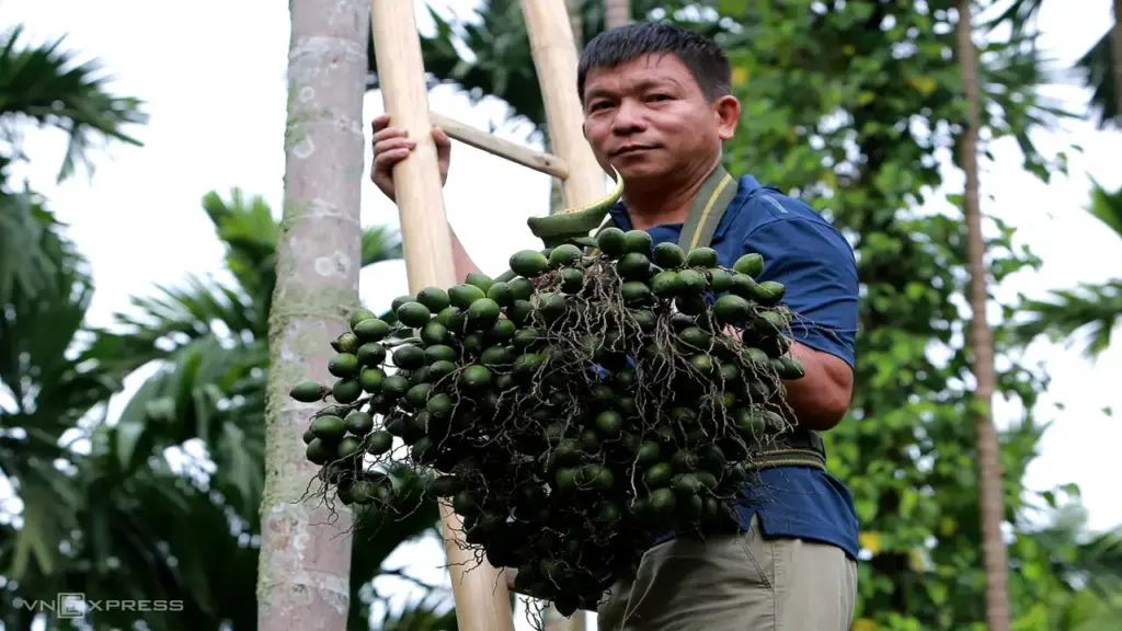 Lão nông biến vườn cau thành 'kho' dược liệu quý