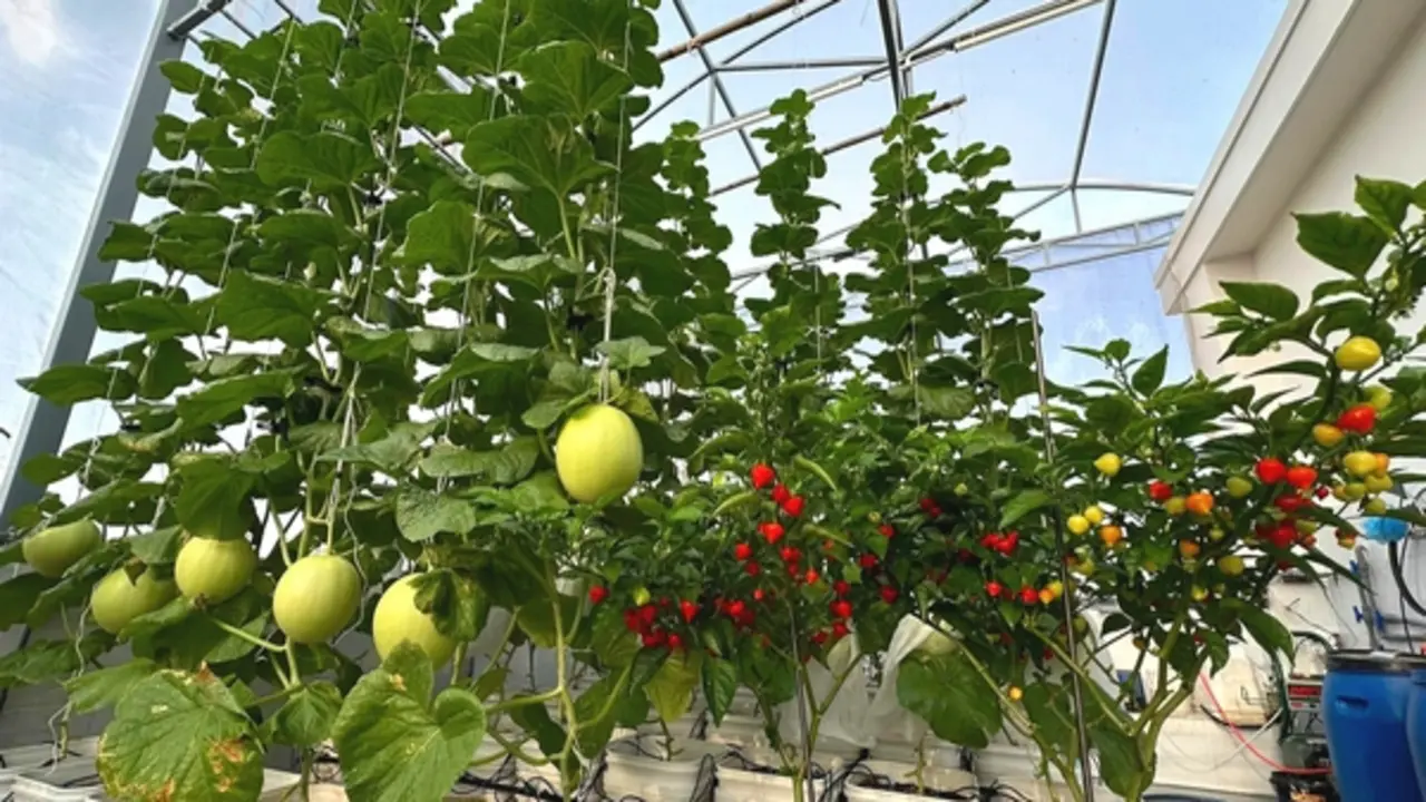 Nắng nóng gay gắt, đây là cách giữ khu vườn sân thượng xanh tốt...