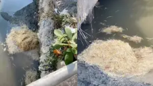 Xử lý cơ sở giết mổ gia cầm vứt lông gà xuống sông gây ô nhiễm